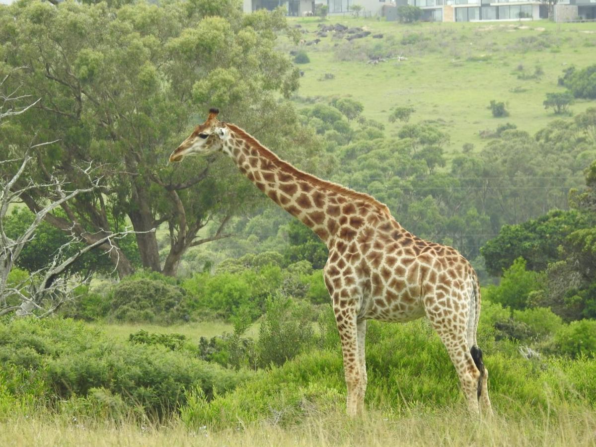Milkwood Country House Port Elizabeth Kültér fotó